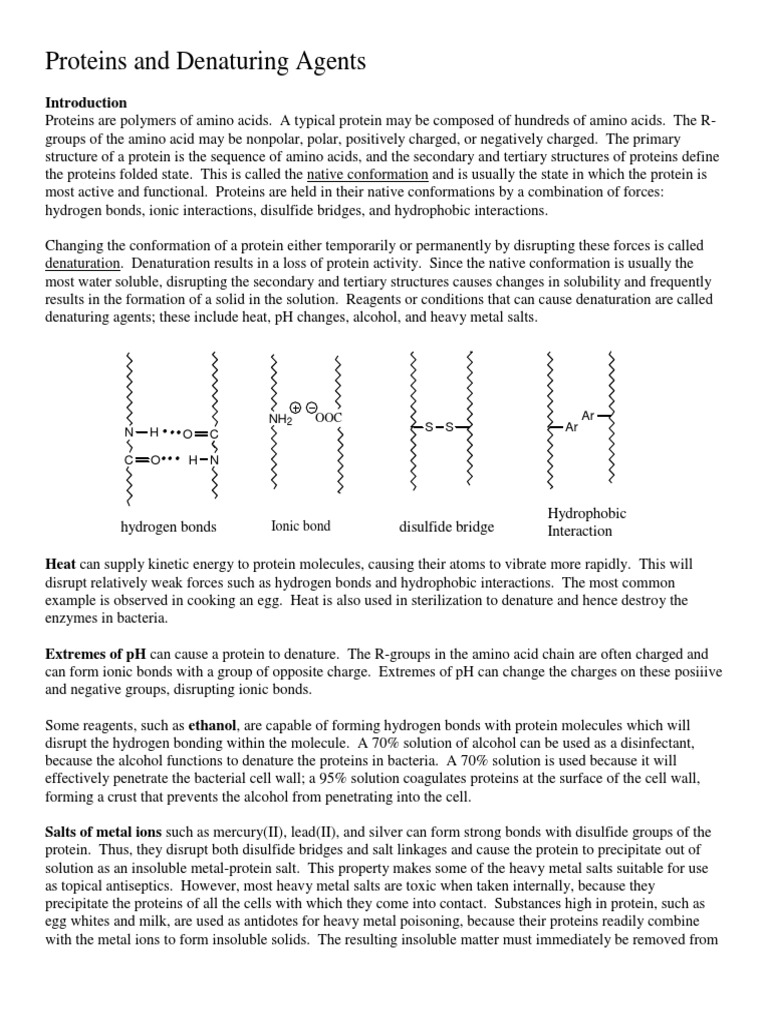 Protein Denaturation Lab PDF Denaturation (Biochemistry) Protein