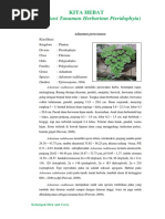 Adiantum Raddianum-1