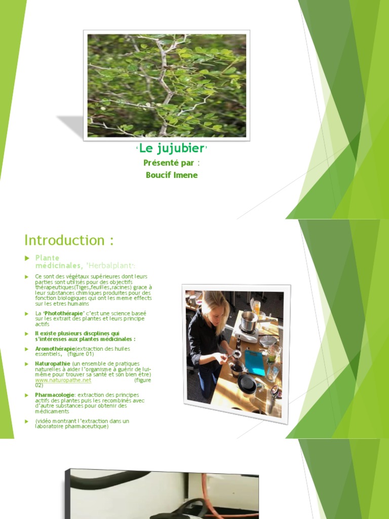 Jujube Plante Medicinale Fibre Alimentaire