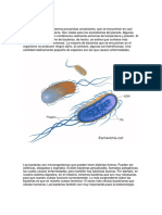 Bacterias