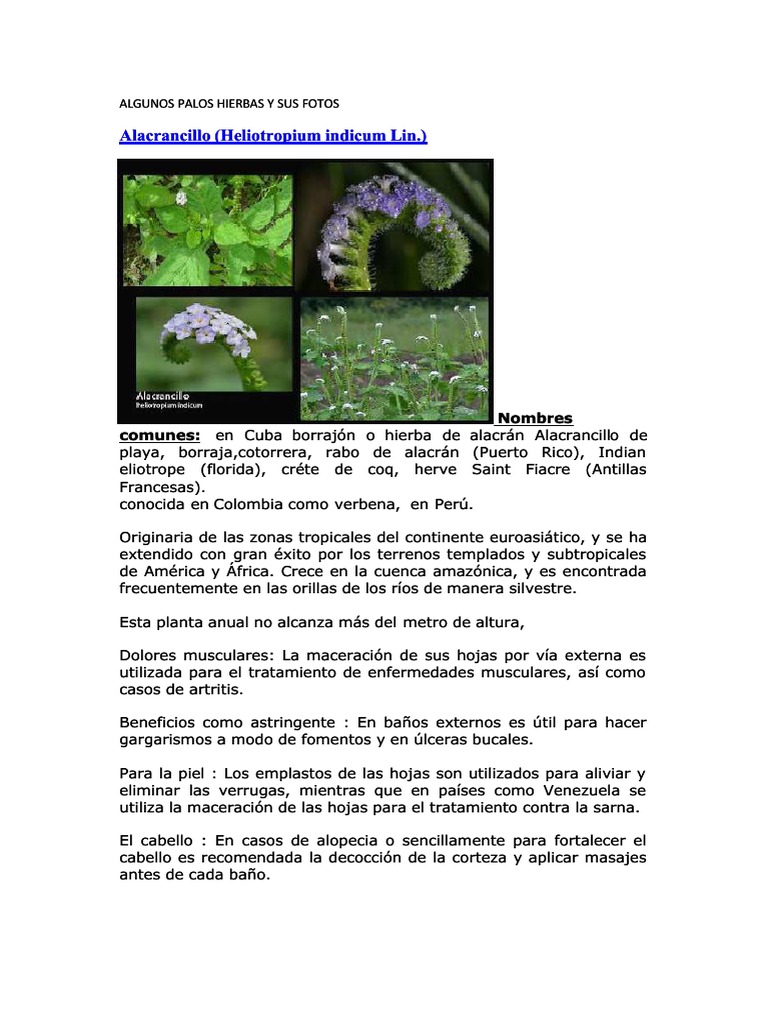 Hierbas Palos Curativos Enfermedades De Las Plantas Bienestar