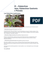 392075788-KALANCHOE