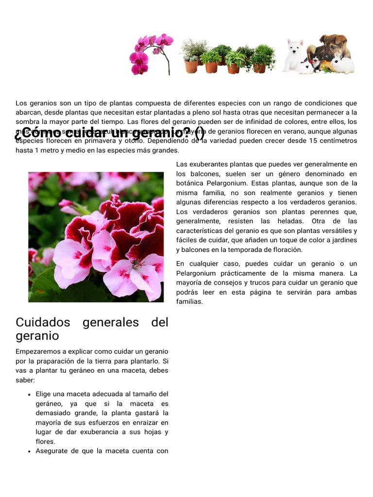 Como Cuidar Un Geranio | PDF | Fertilizante | Compost, image size:768x1024