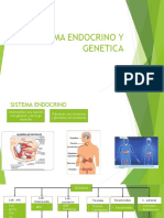 Sistema Endocrino