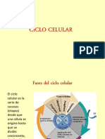 Ciclo Celular PTT (1)