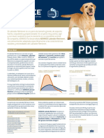 Labrador PDF
