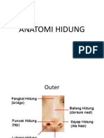 Anatomi Hidung