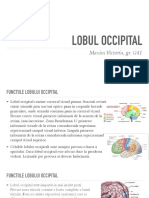 Lobul Occipital