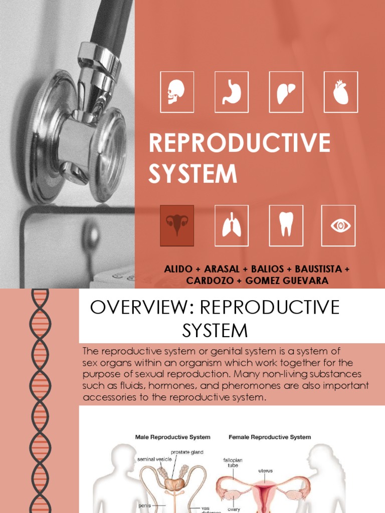 Reproductive System Drugs Overview | PDF | Estradiol | Chemistry