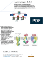 Transportadores A,B,C.pptx