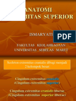 Extremitas Superior-1