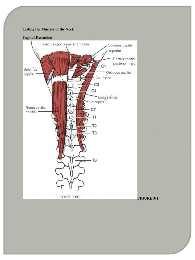 MMT of Cervical | PDF | Anatomical Terms Of Motion | Vertebra