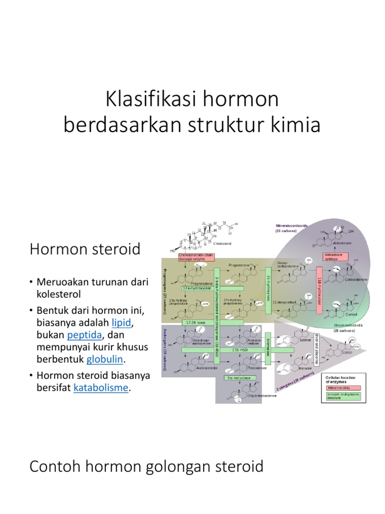 Hormon Struktur Kimia | PDF
