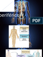 2. Sistema Nervioso Periferico