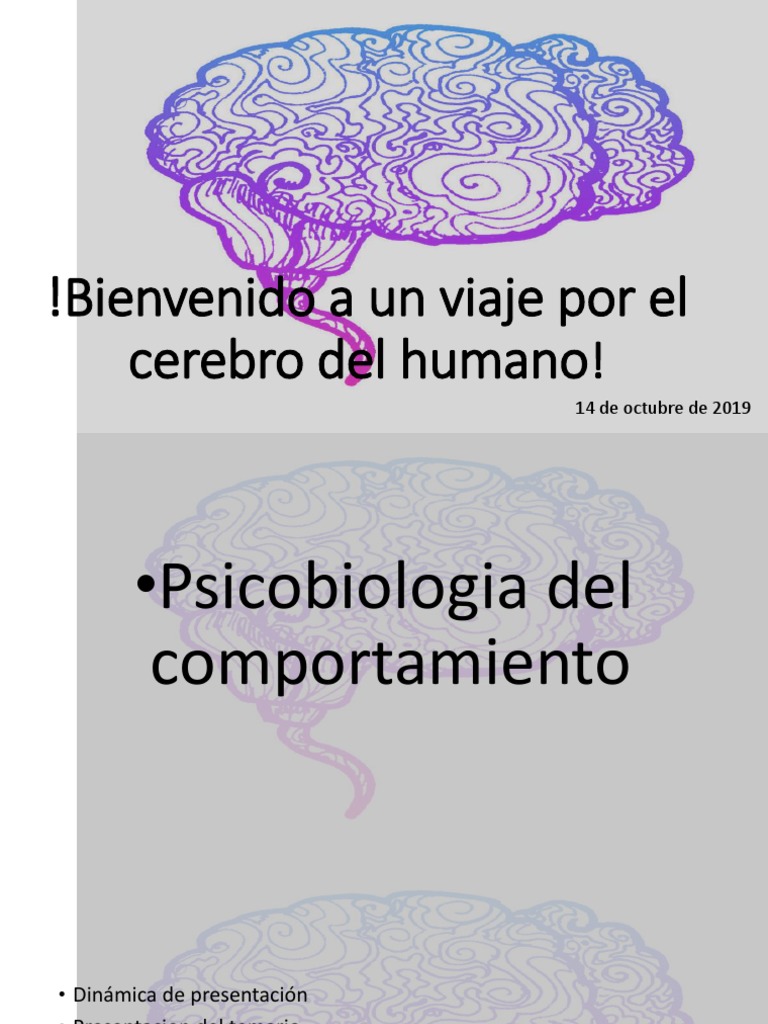 Introduccion - Filogenesis | PDF | Homo | Cerebro