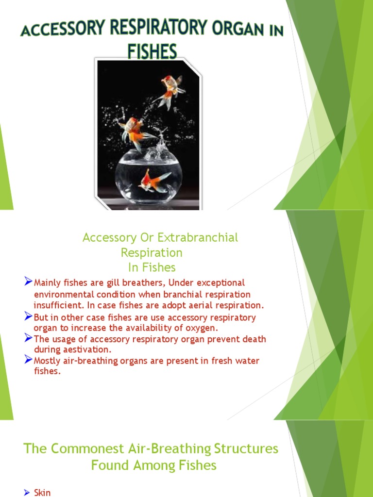 Accessory Respiratory Organ in Fish PDF Gill Respiratory System