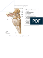 LKM Anatomi Sistem Indera