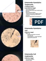 Protozoan Fecal Smear