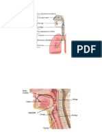 Anatomia de Nasofaringe Faringe