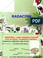 Radacina