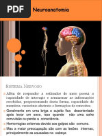 Aula Sistema Nervoso 2