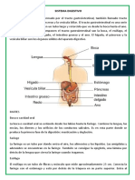 Sistema Digestivo