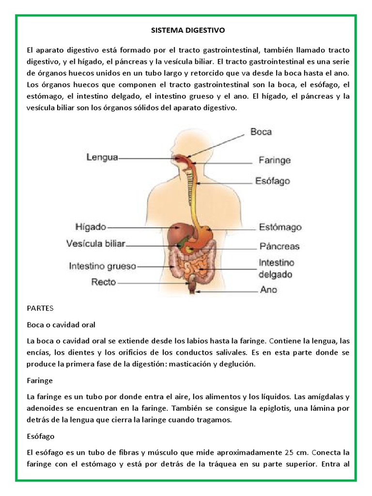 Sistema Digestivo | PDF | Sistema digestivo humano | Tracto gastrointestinal, image size:768x1024