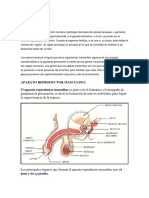 Reproducción humana: Gametos, fecundación y desarrollo embrionario