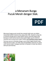 5 Cara Menanam Bunga Pucuk Merah Dengan Stek