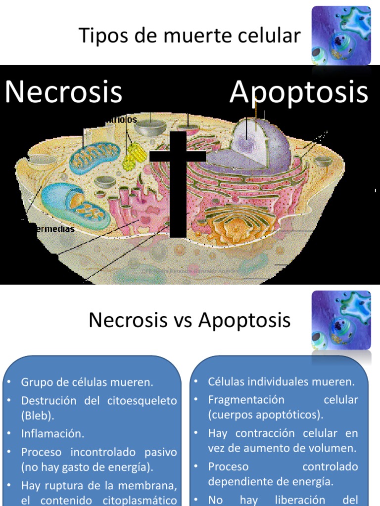 Apoptosis | PDF | Bcl 2 | Caspasa