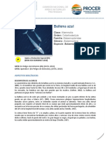 Ballena Azul PDF