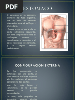 ESTÓMAGO