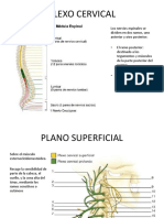 Plexo Cervical