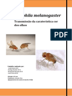 Relatório Final PDF Drosophila Melanogaster Nota - 19 Val