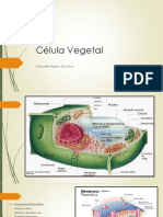 Relatório Célula Vegetal