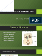 Sistema-Urinario y Reproductor