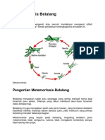 Metamorfosis Belalang