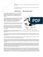 Black Skimmer Species Information 