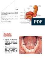 Glandula Sublingual