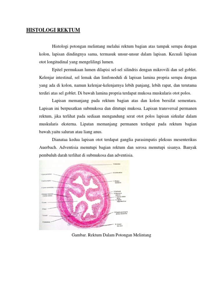 Histologi Rektum dan Strukturnya | PDF | Ilmu Sosial