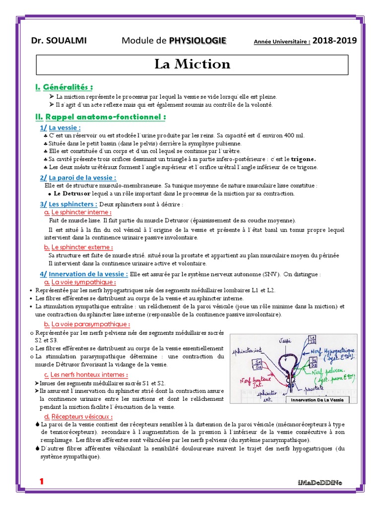 Physiologie de la Miction et Innervation | PDF | Vessie | Appareil urinaire