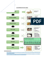 Ciclo Reproductivo