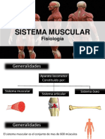 Sistema muscular: características y clasificación