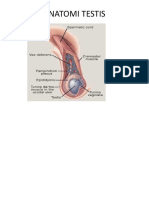 6233 - Torsio Testis