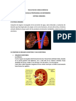 Sistema Urinario