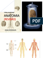 Neuroanatomia 