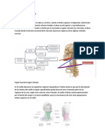 Región supra e infra hioidea: anatomía y fisiología de la tiroides