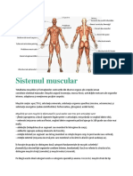 Sistemul Muscular