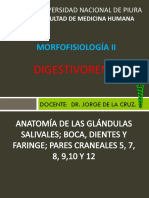 Anatomía Digestiva - Glándulas Salivales, Boca, Diente y Faringe