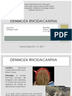 Denmoza Rhodacantha